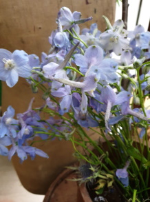 Modèle Delphinium