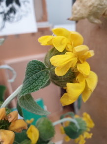 Modèle Phlomis Fruticosa